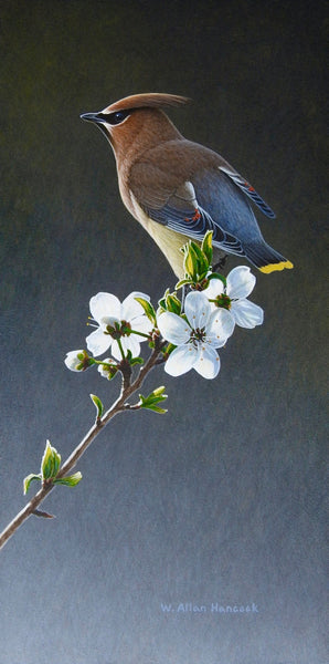 W. Allan Hancock artwork 'Beauty Marks- Cedar Waxwing' at White Rock Gallery