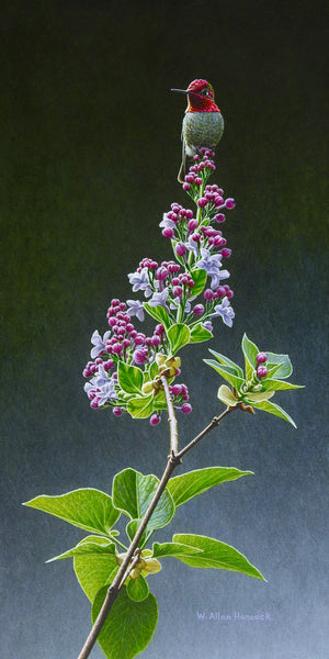 W. Allan Hancock artwork 'Anna in Lilac-Anna's Hummingbird' at White Rock Gallery