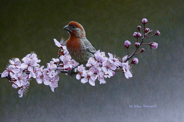 W. Allan Hancock artwork 'A Touch of Red - House Finch' at White Rock Gallery