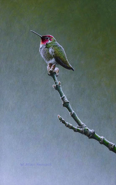 W. Allan Hancock artwork 'Hopes & Dreams - Anna's Hummingbird' at White Rock Gallery