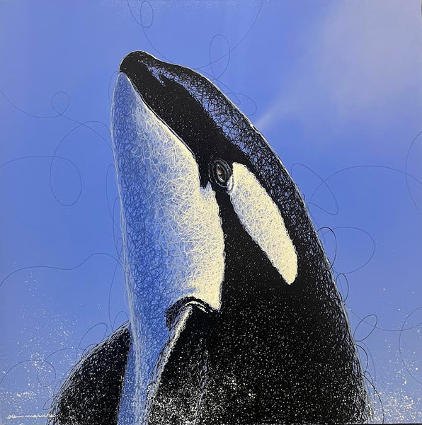 Glen Melville artwork 'Glen Melville - "Orca Spyhop"' at White Rock Gallery