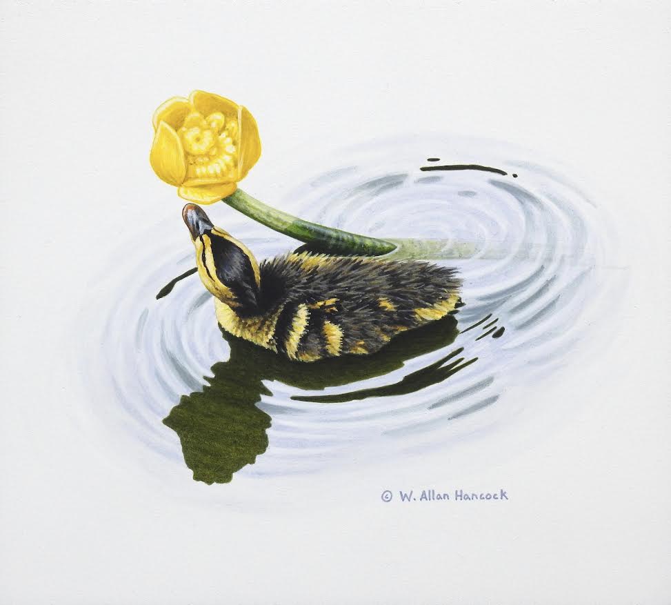 W. Allan Hancock artwork 'Mallard Duckling 2' at White Rock Gallery