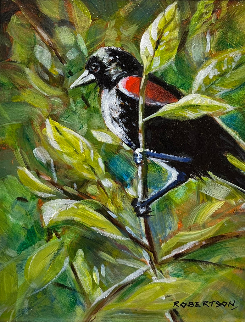 Janice Robertson artwork 'Janice Robertson - "Red Wing Blackbird" (framed)' at White Rock Gallery