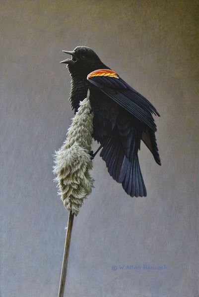 W. Allan Hancock artwork 'A Tale of Two - Red-winged Blackbird (male)' at White Rock Gallery