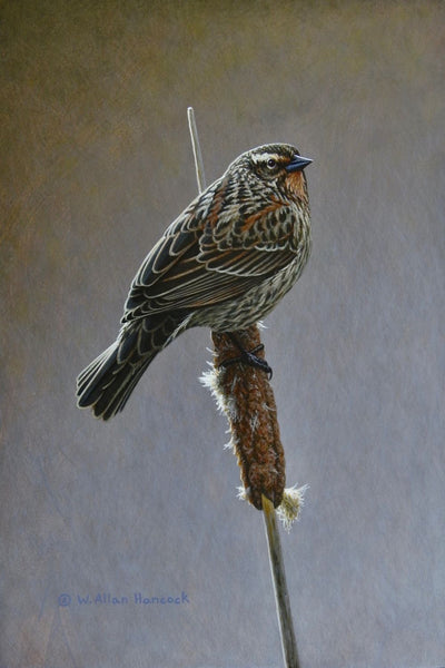 W. Allan Hancock artwork 'A Tale of Two - Red-winged Blackbird (female)' at White Rock Gallery
