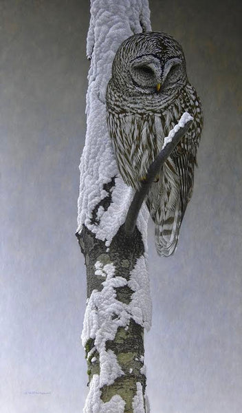 W. Allan Hancock artwork 'W. Allan Hancock - "Winter Wait - Barred Owl"' at White Rock Gallery