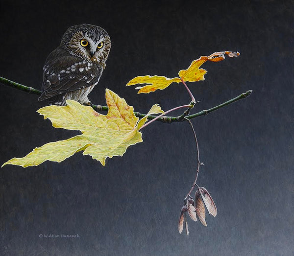 W. Allan Hancock artwork 'W. Allan Hancock - "Eyes on Autumn - Saw-whet Owl"' at White Rock Gallery