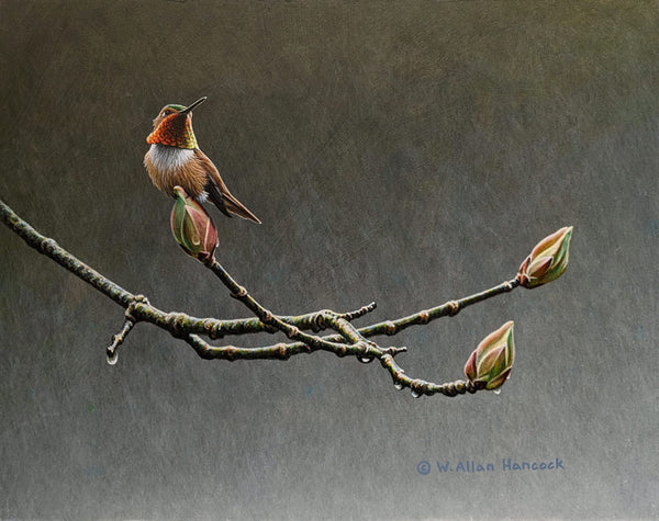 Hangin' With Buds - Rufous Hummingbird
